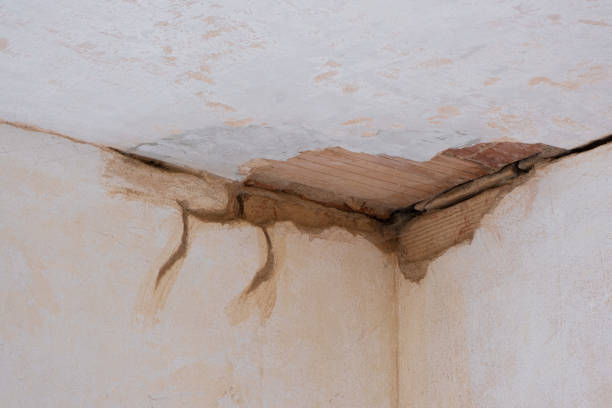 Best Professional water damage repair  in Porter Heights, TX
